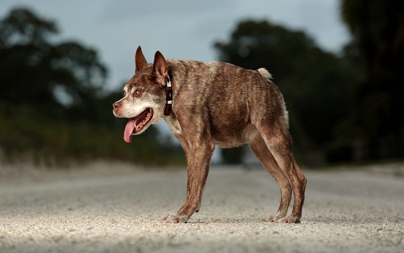Quasimodo, the ugliest dog in the world
