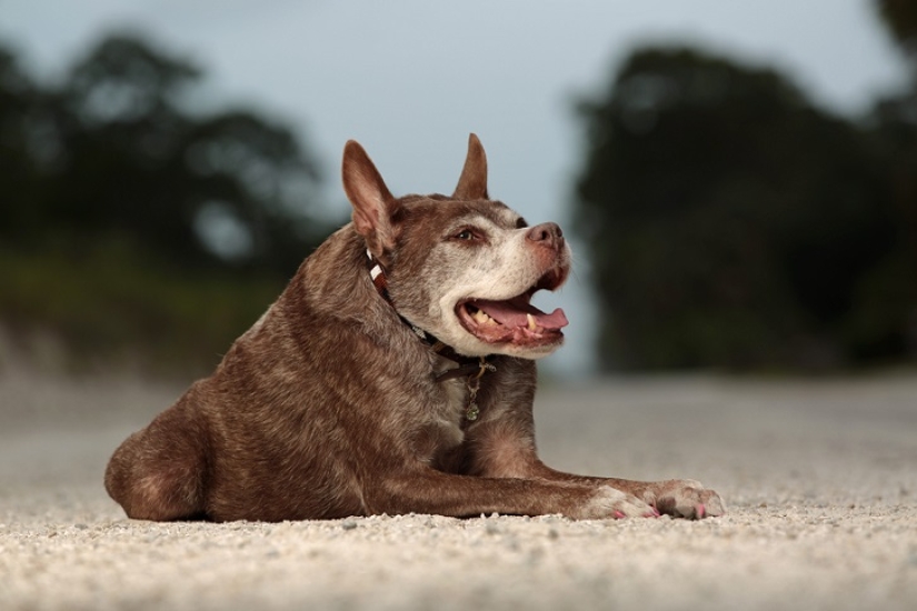 Quasimodo, the ugliest dog in the world