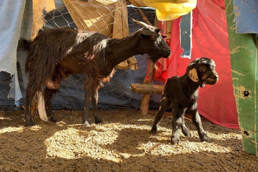 Qué bueno que no vivamos así: Pobreza a la tuareg