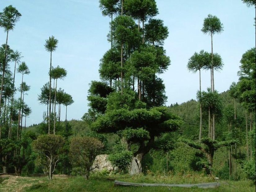Qué es daisugi, o Cómo obtener madera sin deforestación