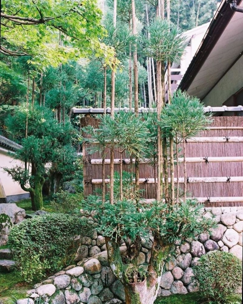 Qué es daisugi, o Cómo obtener madera sin deforestación