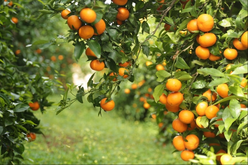 ¿Qué pasa si comes más de 5 mandarinas al día?