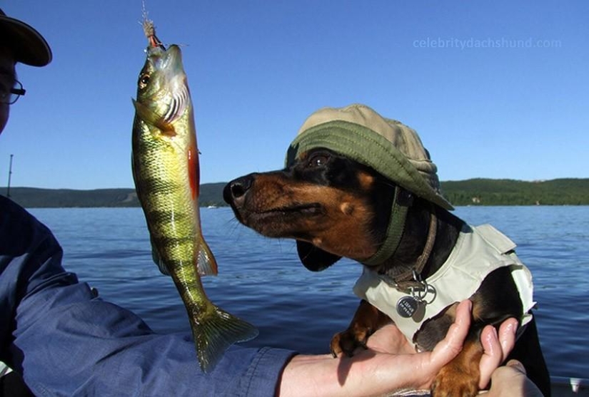 ¿Qué puede hacer un perro salchicha por ti?