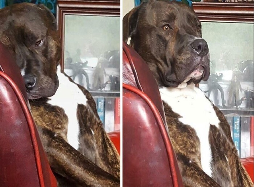 Qué tontos: 20 + fotos divertidas de perros para el estado de ánimo