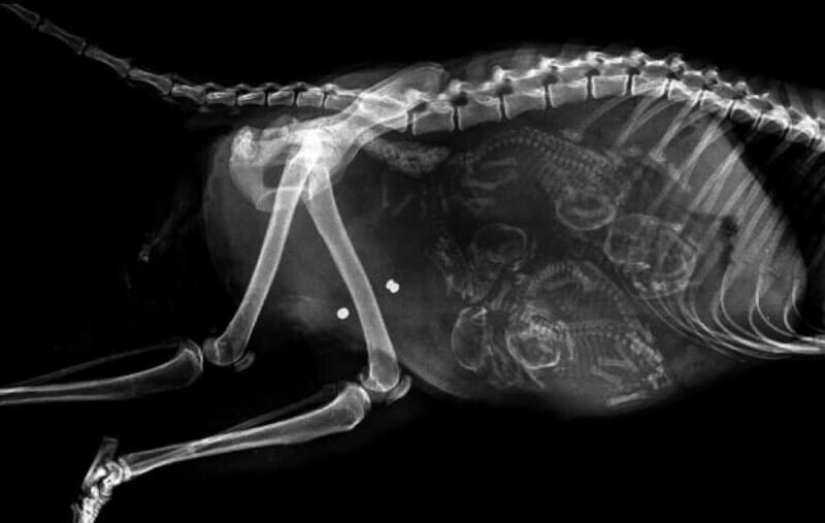 Quién vive en la casita: radiografías de animales preñados