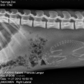 Quién vive en la casita: radiografías de animales preñados