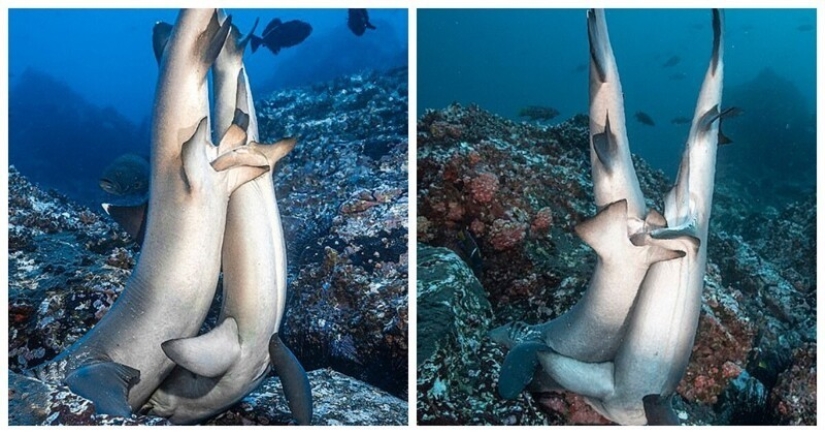Rare photos of sharks having sex