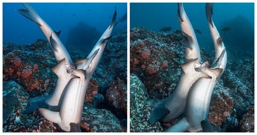 Rare photos of sharks having sex