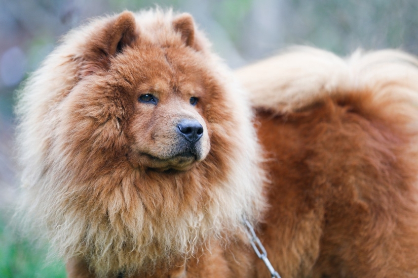 Rating of the most expensive dog breeds