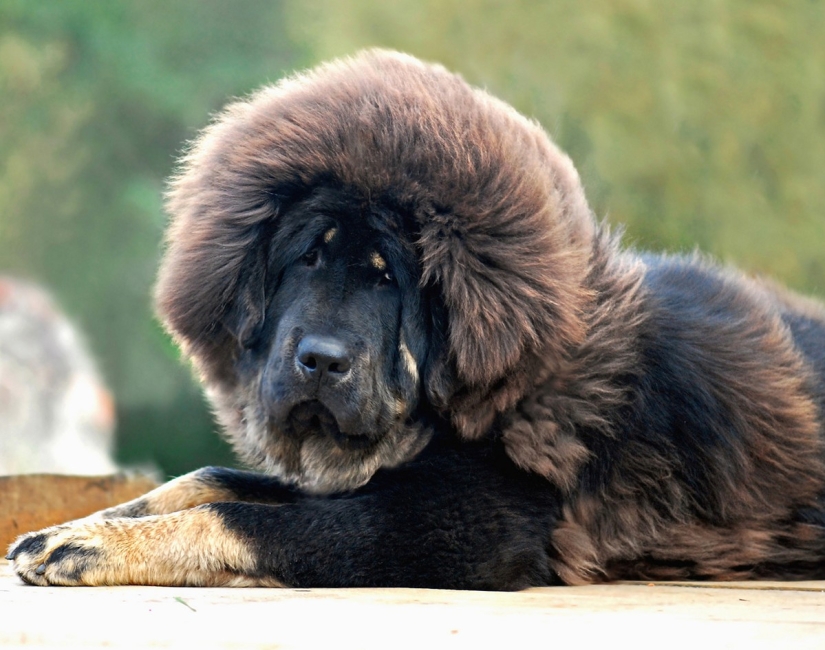 Rating of the most expensive dog breeds