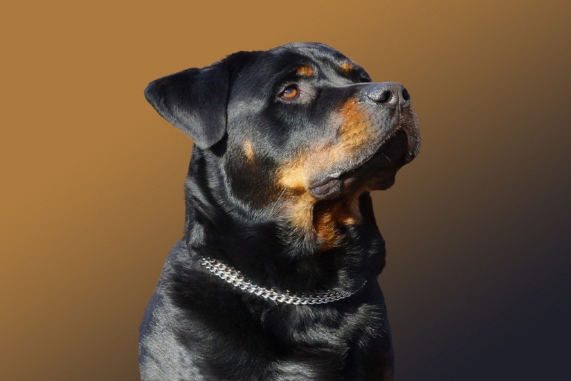 Rating of the most expensive dog breeds