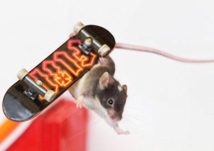 ratones extremos