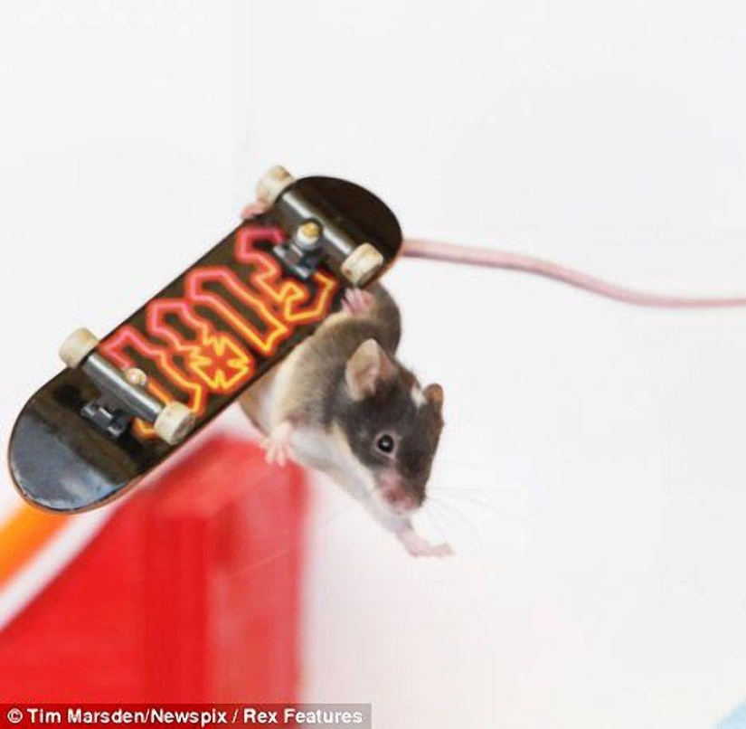 ratones extremos
