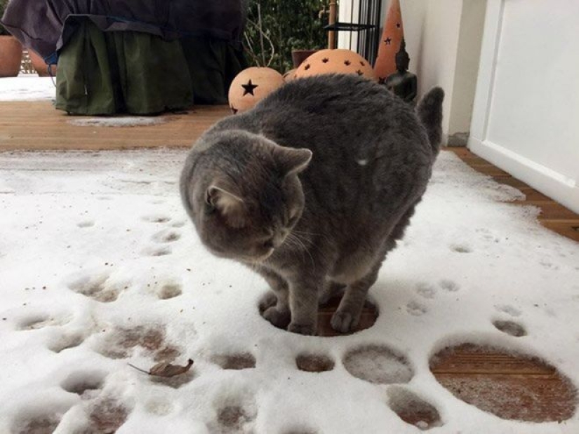Reacción de los gatos a la primera nieve: 25 fotos que te animarán