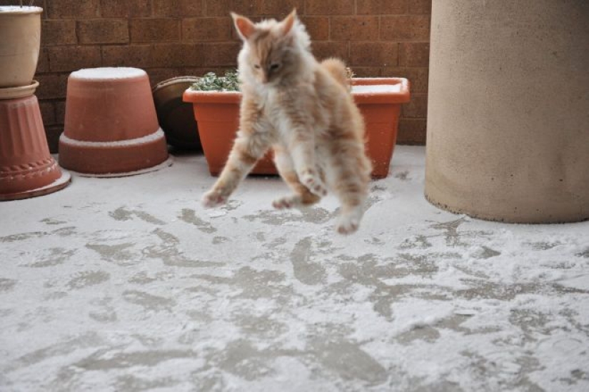 Reacción de los gatos a la primera nieve: 25 fotos que te animarán