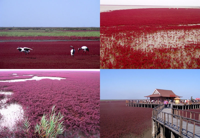 Red Beach in China