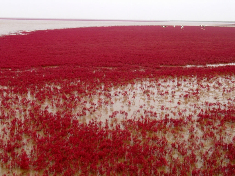 Red Beach in China