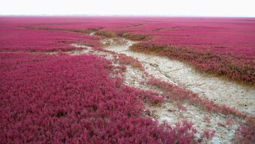 Red Beach in China