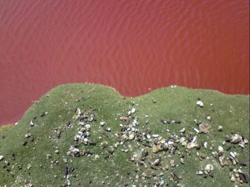 Red Lagoon in Chile