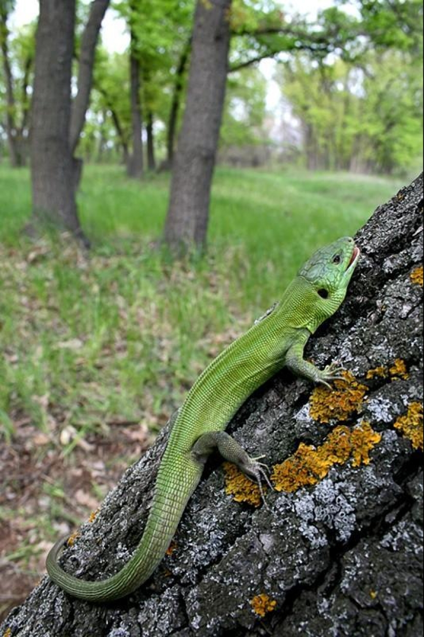 Reptiles of the Lower Volga region