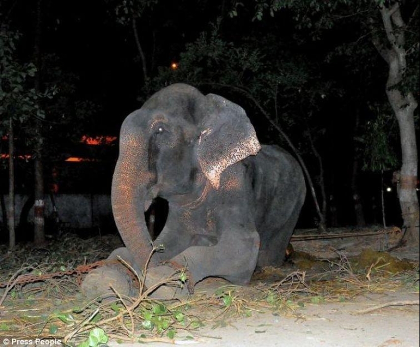 Rescate de un elefante que pasó 50 años en cautiverio, que lloraba de felicidad