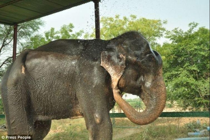 Rescate de un elefante que pasó 50 años en cautiverio, que lloraba de felicidad