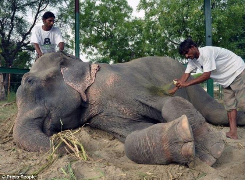 Rescate de un elefante que pasó 50 años en cautiverio, que lloraba de felicidad