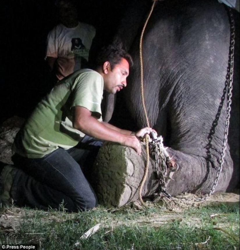 Rescate de un elefante que pasó 50 años en cautiverio, que lloraba de felicidad