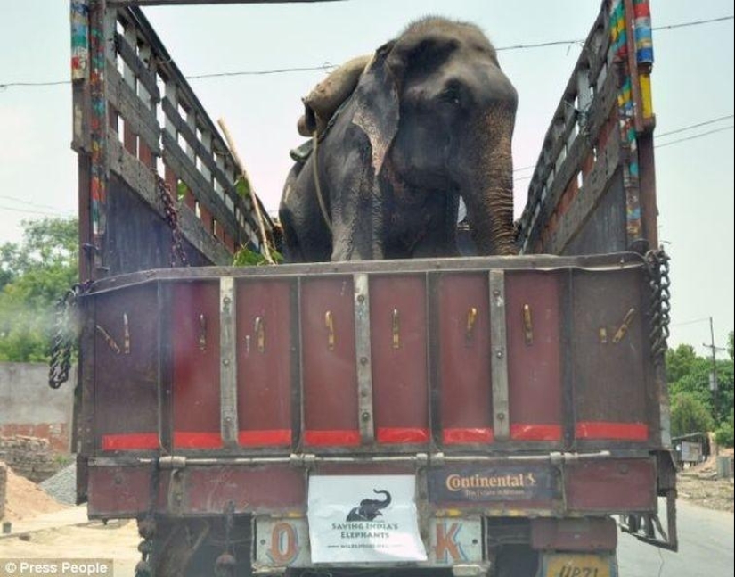 Rescate de un elefante que pasó 50 años en cautiverio, que lloraba de felicidad