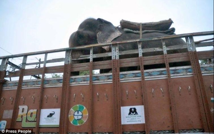 Rescate de un elefante que pasó 50 años en cautiverio, que lloraba de felicidad