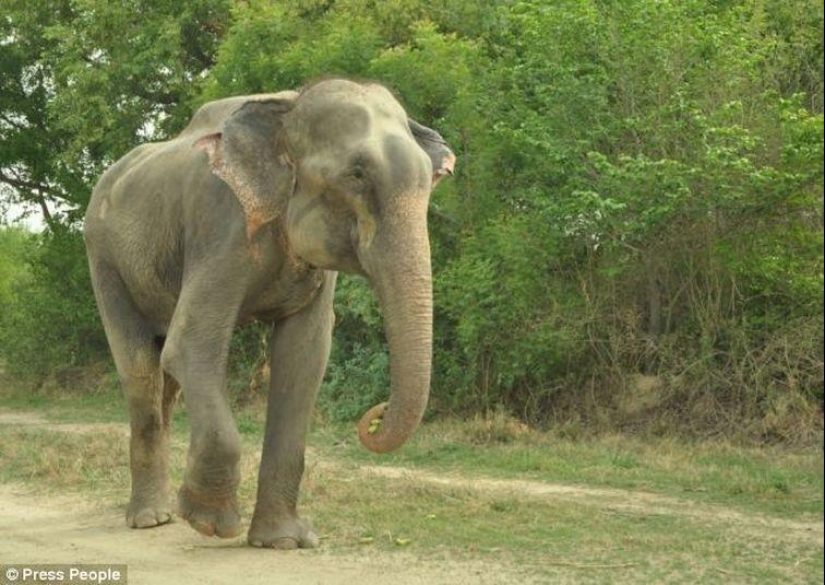 Rescate de un elefante que pasó 50 años en cautiverio, que lloraba de felicidad