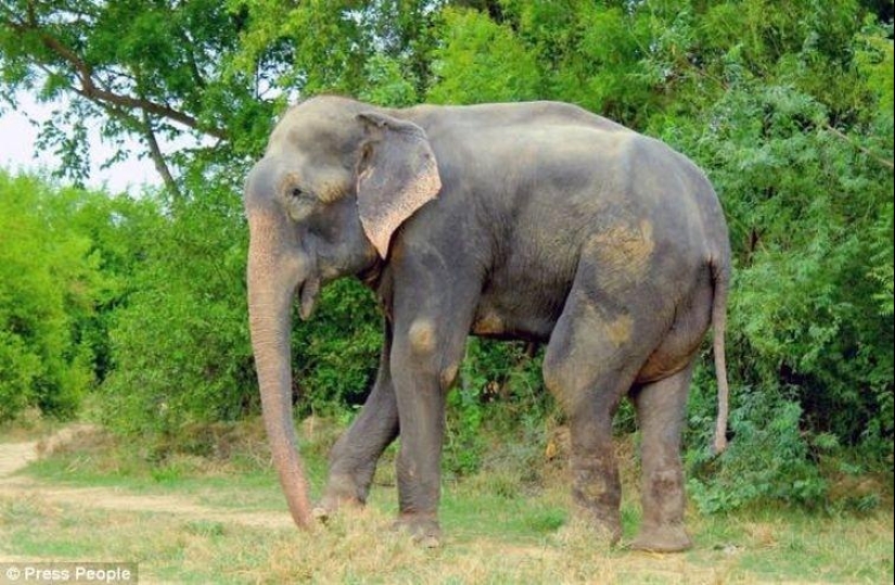 Rescate de un elefante que pasó 50 años en cautiverio, que lloraba de felicidad