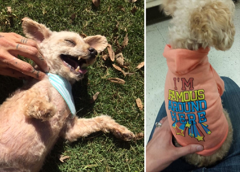 Rescate de un perro de dos patas que pasó 10 angustiosos años en la calle