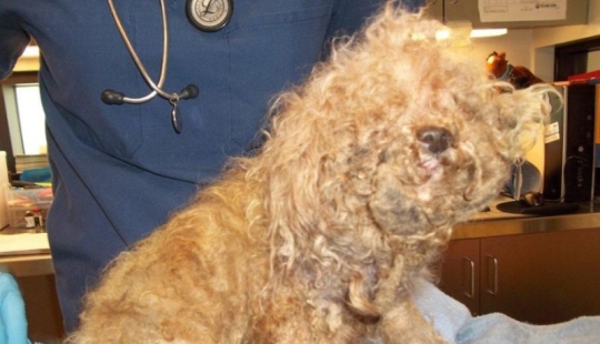 Rescate de un perro de dos patas que pasó 10 angustiosos años en la calle