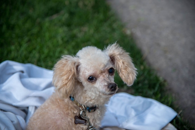 Rescue of a two-legged dog that spent 10 agonizing years on the street