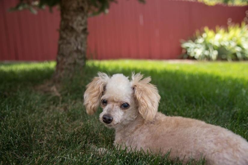 Rescue of a two-legged dog that spent 10 agonizing years on the street