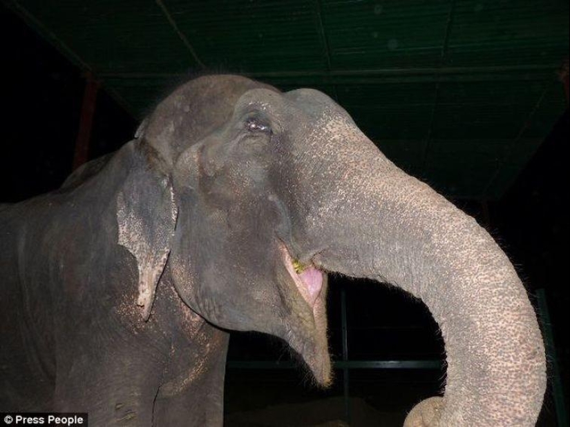 Rescue of an elephant who spent 50 years in captivity, who cried with happiness