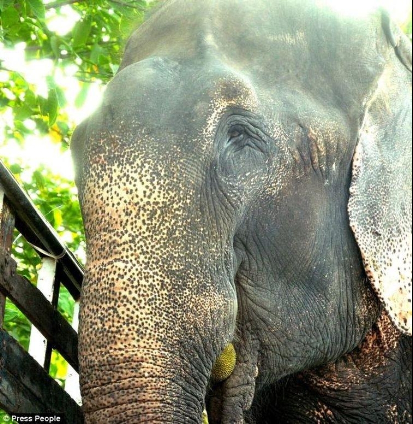 Rescue of an elephant who spent 50 years in captivity, who cried with happiness