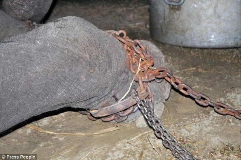 Rescue of an elephant who spent 50 years in captivity, who cried with happiness