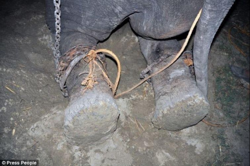 Rescue of an elephant who spent 50 years in captivity, who cried with happiness