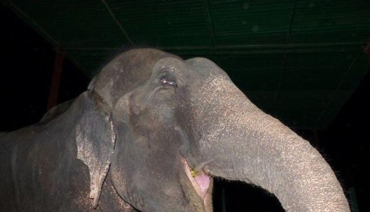 Rescue of an elephant who spent 50 years in captivity, who cried with happiness