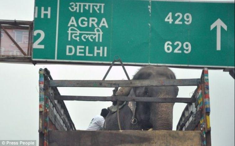 Rescue of an elephant who spent 50 years in captivity, who cried with happiness