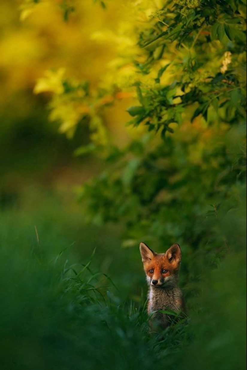 Results of the largest European wildlife photography contest GDT 2013