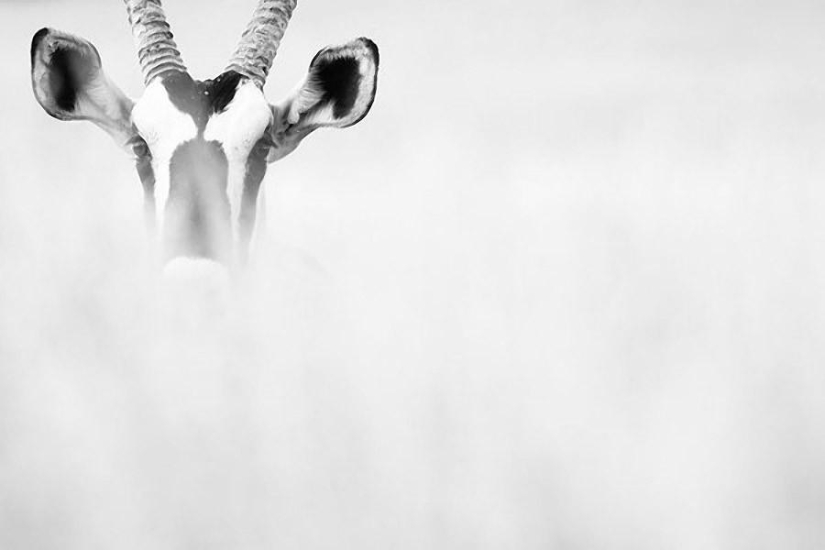 Results of the largest European wildlife photography contest GDT 2013