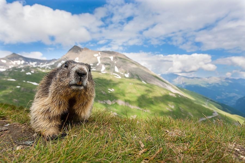 Results of the largest European wildlife photography contest GDT 2013