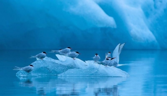 Results of the largest European wildlife photography contest GDT 2013 Results of the largest European wildlife photography contest GDT 2013