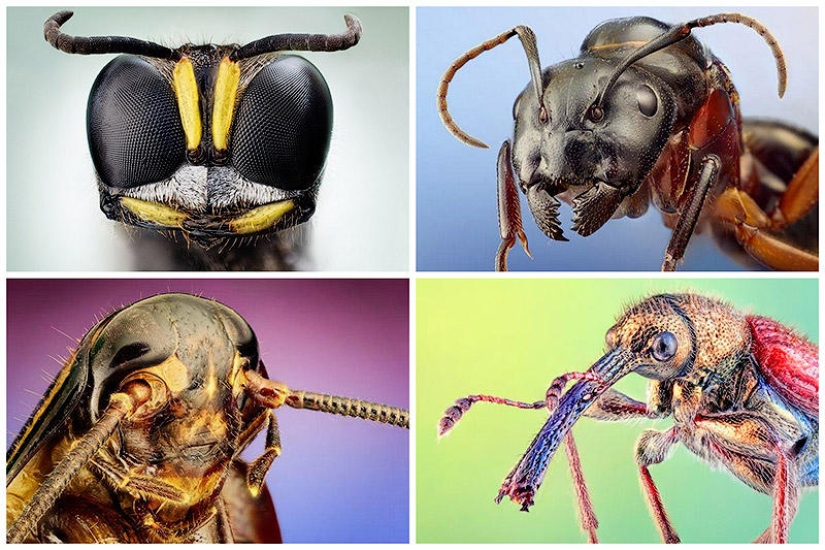 Retratos de insectos