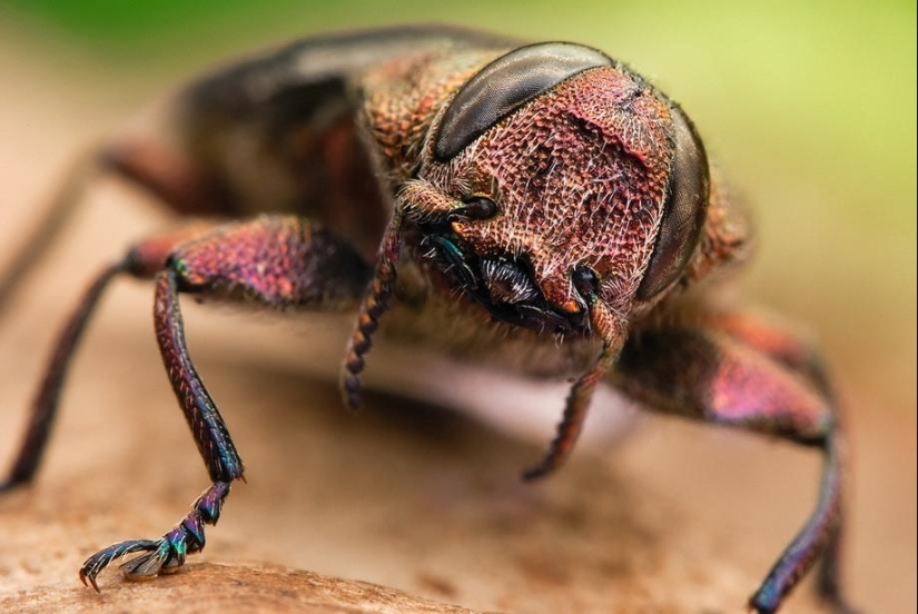 Retratos de insectos