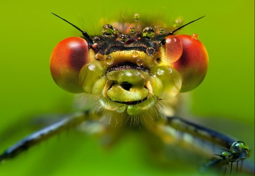 Retratos de insectos