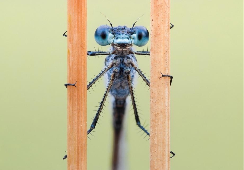 Retratos de insectos